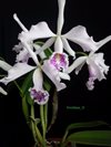 Cattleya maxima semi-alba La Pedrena SMJOGA x self (ching hua)